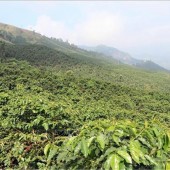 Bán vườn cà phê Lộc Bảo, Bảo Lâm, Lâm Đồng: 16.000 m2 chỉ hơn 4 tỷ.