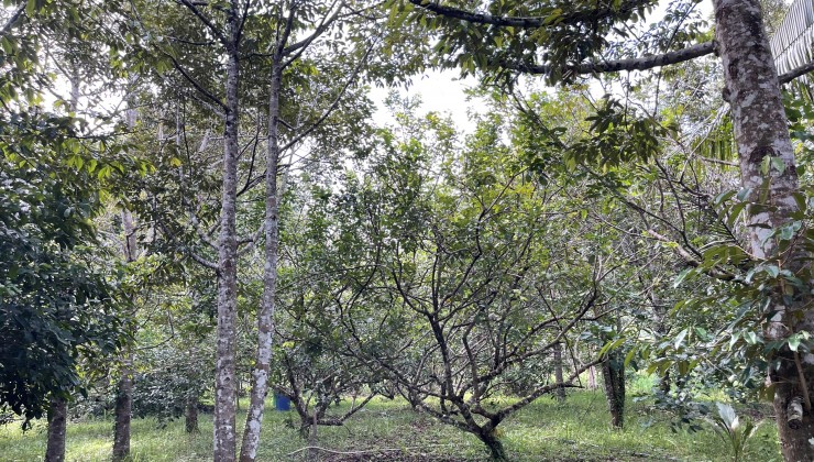 Cần bán mảnh đất 1.6ha có vườn cây trái lâu năm tại TP Phú Quốc Giá Đầu Tư