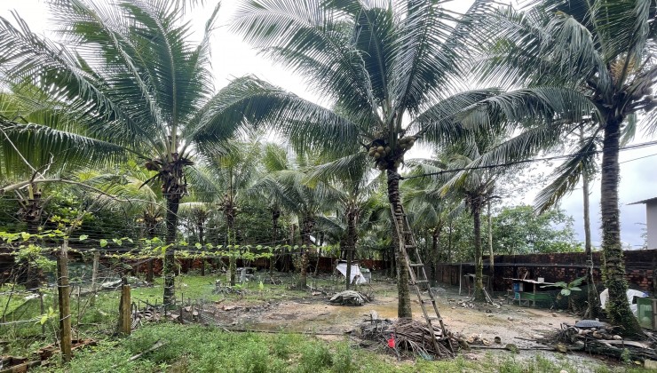 Bán đất vườn dừa trung tâm Dương Đông Phú Quốc Giá đầu tư