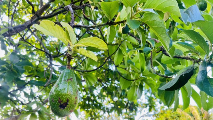 Bán ĐẤT BIỆT THỰ tặng vườn cây ăn trái sát Hương Lộ 39 xã Suối Tiên, dân cư xung quanh đông đúc, gần chợ, trường học, ủy ban xã.