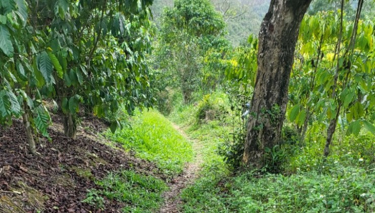 Bán Đất Đẹp - Vị Trí Đắc Địa Tại Xã Lộc Thành, Huyện Bảo Lâm, Lâm Đồng