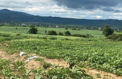 Cần bán gấp lô  đất có  tổng DT 1,9 mẫu tại huyện La Pa, tỉnh Gia Lai