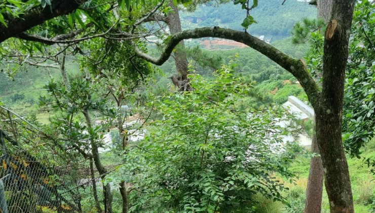 Bán biệt thự view rừng thông Hoàng Hoa Thám Đà Lạt 830m2 40tỷ