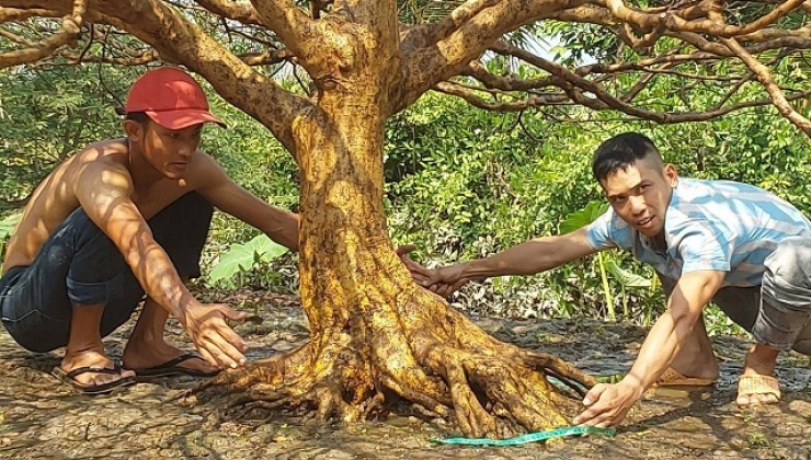 HỆ THỐNG CHUYÊN MAI VÀNG TÀNG SỐ 1 VIỆT NAM. VỚI ĐỘI NGŨ TRỒNG VÀ CHĂM SÓC KINH NGHIỆM TRÊN 30 NĂM.