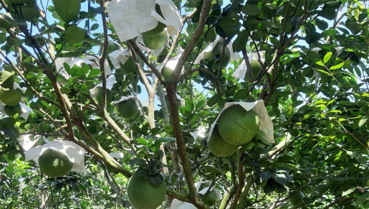 BÁN LÔ ĐẤT ĐẸP, GIÁ RẺ TẠI CHỢ GẠO - Tiền Giang