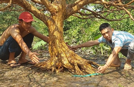 HỆ THỐNG CHUYÊN MAI VÀNG TÀNG SỐ 1 VIỆT NAM. VỚI ĐỘI NGŨ TRỒNG VÀ CHĂM SÓC KINH NGHIỆM TRÊN 30 NĂM.