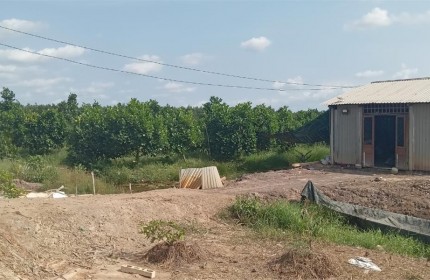 CHÍNH CHỦ BÁN 2 Lô Đất Mít Liền Kề Đang Thu Hoạch Lứa Đầu Tại Thạnh Tân, Tân Phước, Tiền Giang