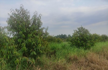 CHÍNH CHỦ Bán 2 Lô Đất Vườn Sầu Riêng Tại Xã Phú Thanh, Huyện Tân Phú, Đồng Nai