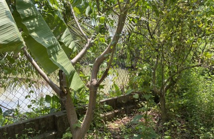 Bán nhà vườn An Hoà giáp KDL SƠN TIÊN, 620m2  view sông mát mẻ giá ngộp ra nhanh trong tháng 4