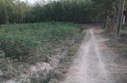 CHÍNH CHỦ Cần Bán Gấp Lô Đất vị trí tại huyện Trảng Bàng, tỉnh Tây Ninh