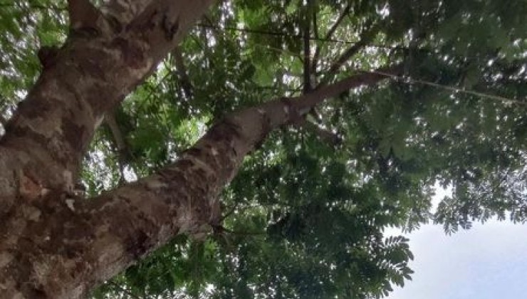 Bán phân lô phố Lĩnh Nam 65m 4 tầng view hồ