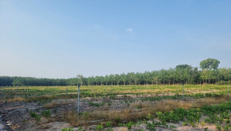 Bán 6,3ha đất(200m2 TC) Minh Thạnh, Dầu Tiếng, BD.Mặt Tiền: 41m, đường ĐT 749A (Nở Hậu).