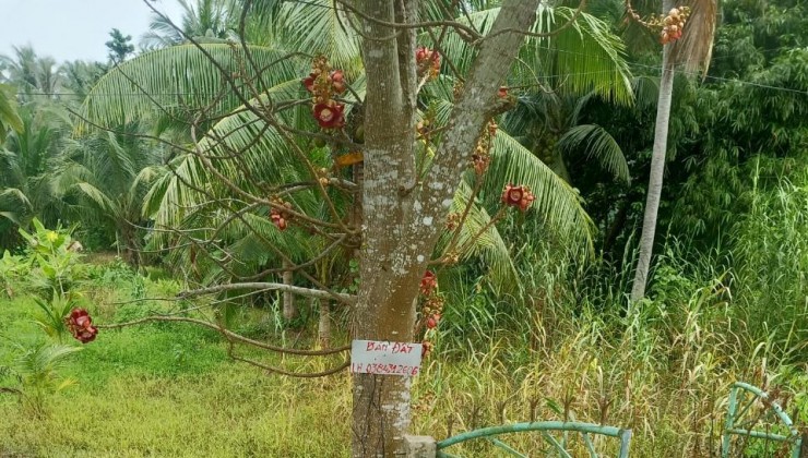 Chính Chủ Cần Bán Nhanh Đất Tại Ấp 2, Xã Phong Thạnh - Huyện Cầu Kè - Trà Vinh