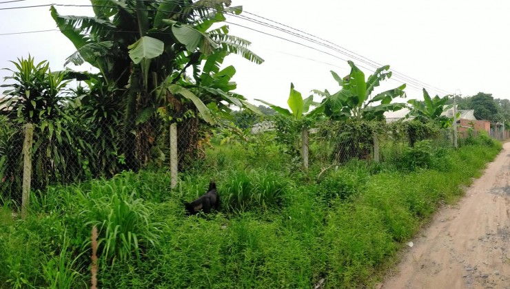 CHÍNH CHỦ Cho Thuê Đất Nông Nghiệp Tại Xã Trường Tây, Hòa Thành, Tây Ninh