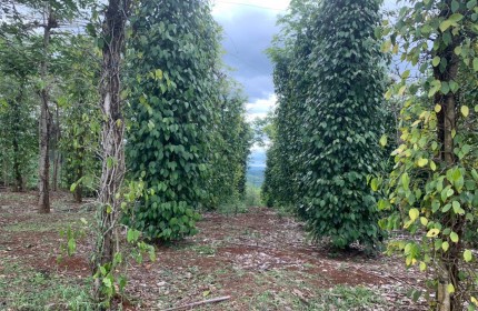 Chính chủ cần bán nhanh lô đất Nông nghiệp tại xã Đắk Drô, huyện Krông Nô, tỉnh Đắk Nông.