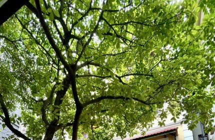 TRUNG TÂM CẦU GIẤY - 7 TẦNG THANG MÁY - GARA Ô TÔ 7 CHỖ - NGÕ THÔNG VÒNG QUANH - NHÀ XÂY MỚI TINH SIÊU ĐẸP. Thông tin chi tiết :
- Ngõ Hoa Bằng,