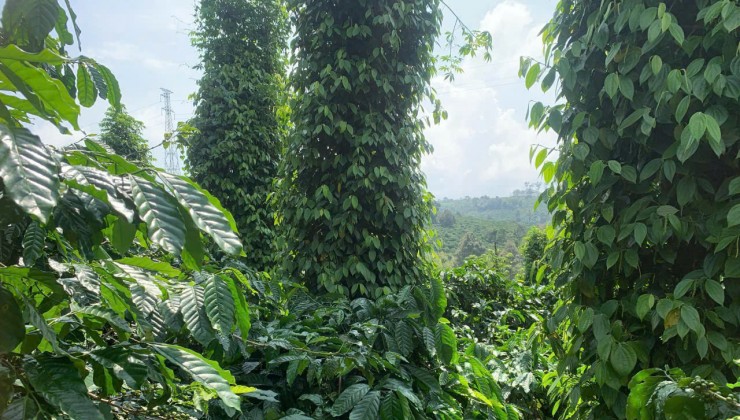 - Siêu phẩm Tiêu xen cà phê giá tốt anh chị ơi !!!