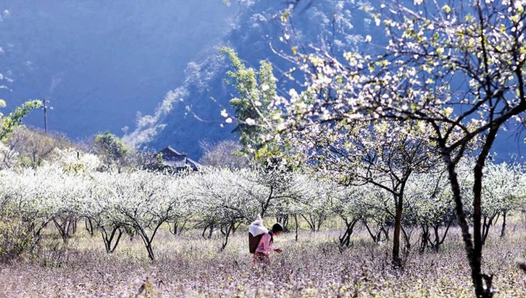 Bán shop house 4 tầng tại Panacea Hill Mộc Châu