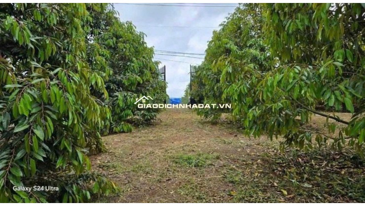 c CẦN BÁN NHÀ VƯỜN ĐẤT RỘNG 5200 CÓ SẴN 300 CÂY SẦU RIÊNG