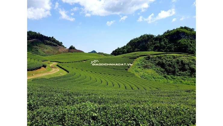 CHÍNH CHỦ CẦN VỐN KINH DOANH BÁN ĐẤT TẠI MỘC CHÂU SƠN LA