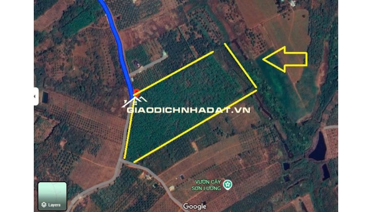 GIA ĐÌNH CHO CON VỀ SAIGON HỌC CẦN NHƯỢNG LẠI 55320M2 (5,5HA) ĐẤT LÂM NGHIỆP LH:0931351494