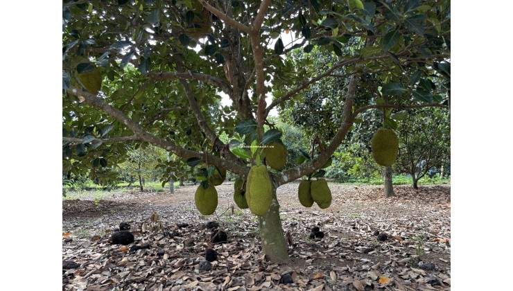 ĐI ĐÂU XA NGAY ĐÂY CÓ MỘT VƯỜN ĐA DẠNG CÁC LOẠI TRÁI CÂY