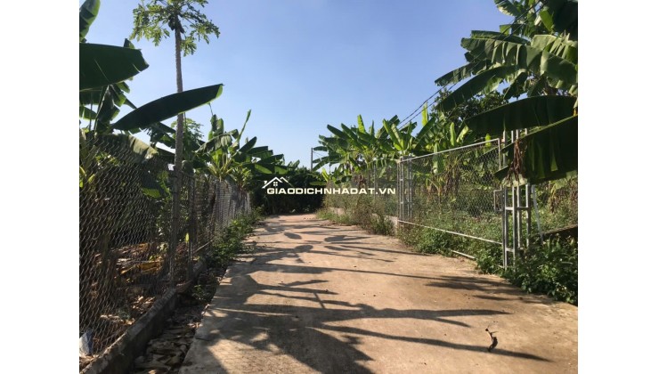 ĐI ĐÂU XA NGAY ĐÂY CÓ MỘT VƯỜN ĐA DẠNG CÁC LOẠI TRÁI CÂY