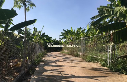 ĐI ĐÂU XA NGAY ĐÂY CÓ MỘT VƯỜN ĐA DẠNG CÁC LOẠI TRÁI CÂY