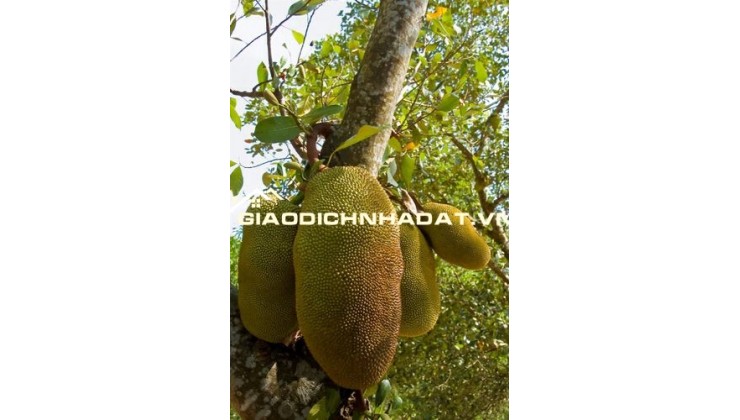 Chỉ 599Tr Đã sở Hữu Ngay Vườn Mít Tại Phú Túc, Cách TPHCM Chỉ Hơn 70P Di Chuyển
