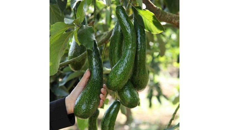 Lộc Thành, Bảo Lâm, Lâm Đồng