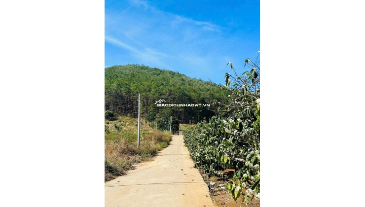 BÁN HOẶC CHO THUÊ BIỆT THỰ 420m2 - 3PN - SÁT DALAT, VIEW RỪNG THÔNG. LH:0909206662.