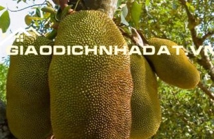 Chỉ 599Tr Đã sở Hữu Ngay Vườn Mít Tại Phú Túc, Cách TPHCM Chỉ Hơn 70P Di Chuyển
