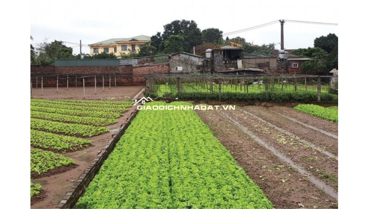 Bán đất Sài Sơn, Quốc Oai, SĐ 200m2, MT 5m, đường ô tô vào, sát đường 40m sắp mở