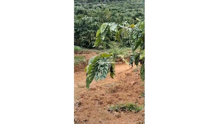 CHÍNH CHỦ CẦN BÁN GẤP LÔ ĐẤT CÓ VỊ TRÍ ĐẸP TÂN THANH  - HUYỆN LÂM HÀ   - TỈNH LÂM ĐỒNG