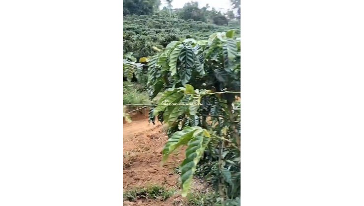 CHÍNH CHỦ CẦN BÁN GẤP LÔ ĐẤT CÓ VỊ TRÍ ĐẸP TÂN THANH  - HUYỆN LÂM HÀ   - TỈNH LÂM ĐỒNG