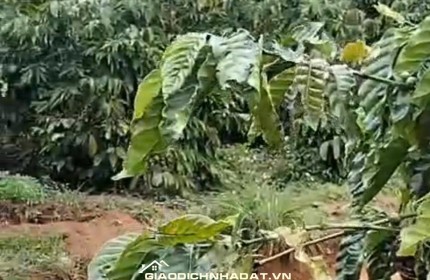 CHÍNH CHỦ CẦN BÁN GẤP LÔ ĐẤT CÓ VỊ TRÍ ĐẸP TÂN THANH  - HUYỆN LÂM HÀ   - TỈNH LÂM ĐỒNG