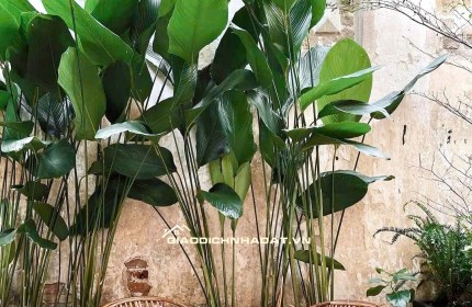 28 Triệu: thuê nguyên căn Quận 1- ĐIỆN BIÊN PHỦ CMT8- cao 5 tầng thông suốt có Lửng. VŨ 0933910039