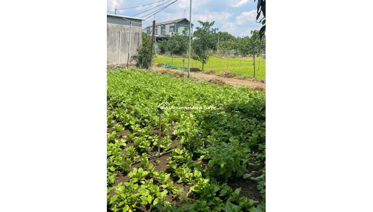 Lô đất 1000m² (ngang 10m), sổ hồng riêng, đường 3m, gần Chợ, Nhà Thờ Suối Nho