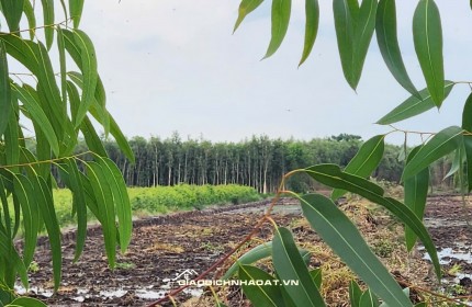 GẤP....GẤP....CHỐT GẤP LÔ ĐẤT 17 CÔNG GIÁ CHỈ 135TR/CÔNG