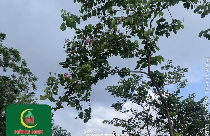 ĐẤT NỀN 144M² – ĐƯỜNG 12M – PHƯỜNG PHƯỚC HÒA, TX. PHÚ MỸ, BRVT