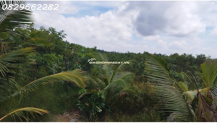 Bán Đất Vườn Cây Ăn Trái 4.4ha Lai Vung, Đồng Tháp - Hòa Long - Hộ Bà Nương. Sổ hồng.