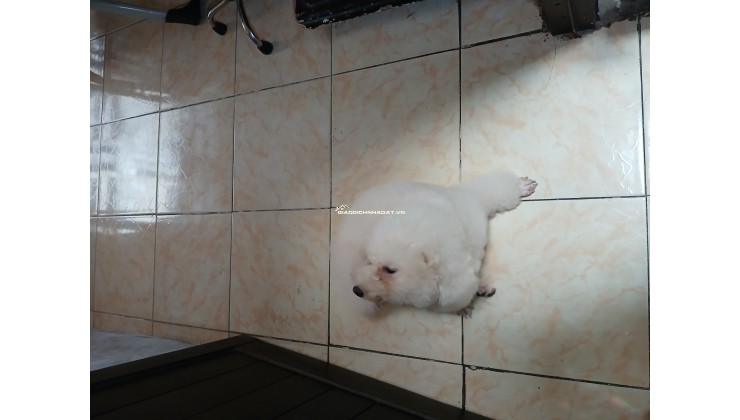 Nhà Mặt Tiền Kinh Doanh Sầm Uất , Hàn Hải Nguyên P2 Q11