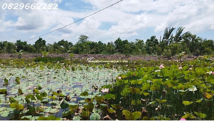 Bán 4.4ha Đất Vườn Cây Ăn Trái, Xã Hoà Long, Đồng Tháp. Pháp lý Sổ Hồng,