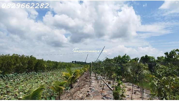 Bán 4.4ha Đất Vườn Cây Ăn Trái, Xã Hoà Long, Đồng Tháp. Pháp lý Sổ Hồng,