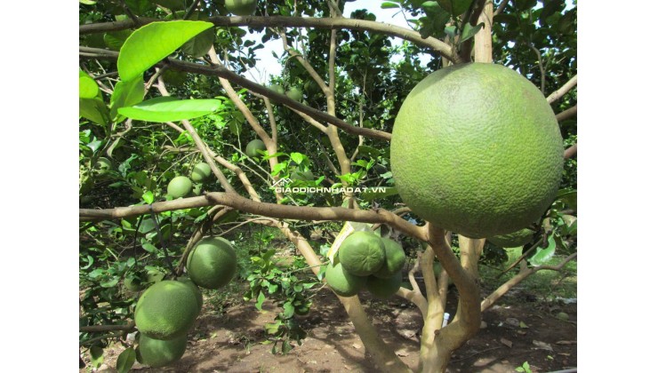 Bán 250m2 đất vườn bưởi có thổ cư giá 950tr ngay Bình Dương