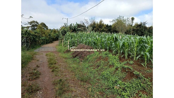 Bán 166,6m2 đất Tân Lạc Lâm Đồng, sẵn SHR, chỉ 450tr buông sổ. Lh:0983762203