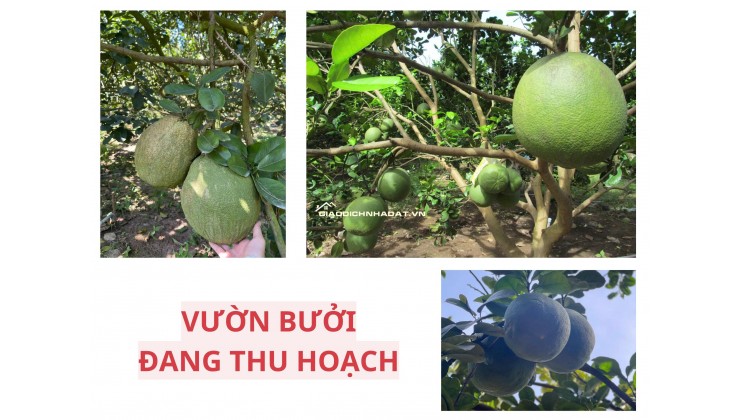 ĐẤT VƯỜN BƯỞI BÌNH DƯƠNG 263M² – CÓ THỔ CƯ, GIÁ 950TR