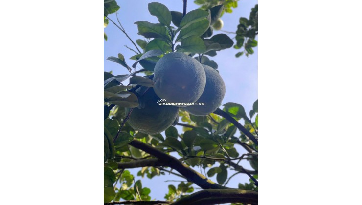 Bán 250m2 đất vườn bưởi có thổ cư giá 950tr ngay Bình Dương