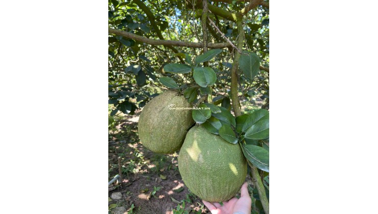 Bán đất mặt tiền đường nhựa có sẵn vườn bưởi tại Trừ Văn Thố Bàu Bàng Bình Dương