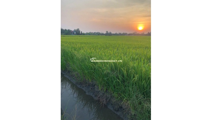 Bán đất nông nghiệp 5311m2 tại đường Bà Miêu, Tân Nhựt, Bình Chánh